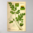 Zoek naar maidenhair posters Plant