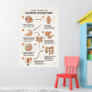 Zoek naar biologische illustratie posters Anatomie