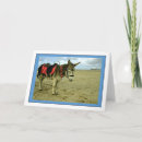 Zoek naar ezels fotografie Voor iedereen