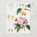 Zoek naar passiebloem briefkaarten Floreel