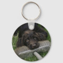 Zoek naar labradoodle accessoires Puppy