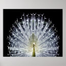 Zoek naar witte vogel posters Bruid