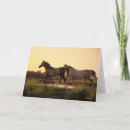 Zoek naar arabisch paard kaarten Zonsondergang