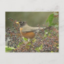 Zoek naar berries briefkaarten Zangvogel