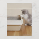 Zoek naar persian briefkaarten Perzische kat