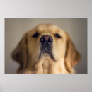 Zoek naar hond neus kunst Schattig