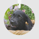 Zoek naar labrador dog ornamenten Grappig
