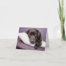 Zoek naar bruin labrador kaarten Hond