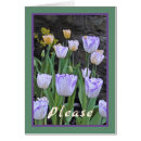 Zoek naar witte tulpen fotografie Floreel