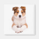 Zoek naar border collie magneten Puppy