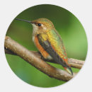 Zoek naar roofvogels stickers Wildlife fotografie