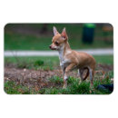 Zoek naar chihuahua puppy magneten Klein