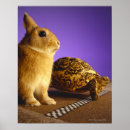 Zoek naar hazen posters Ras