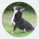 Zoek naar zwarte chihuahua stickers Hond
