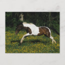 Zoek naar verf paard briefkaarten Bloemen