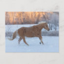 Zoek naar kwart paard briefkaarten Ranch