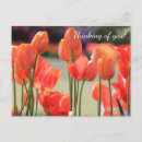 Zoek naar tulpen briefkaarten Holland