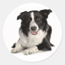 Zoek naar zwart witte honden stickers Border collie