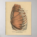 Zoek naar borsten kunst Anatomie