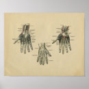 Zoek naar menselijke hand posters Anatomie
