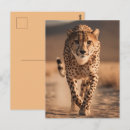 Zoek naar jachtluipaard briefkaarten Grote kat