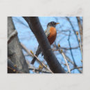 Zoek naar mystiek briefkaarten Vogels