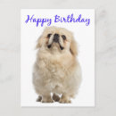 Zoek naar pekinees posters Puppy