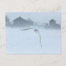 Zoek naar sneeuwuilen briefkaarten Winter