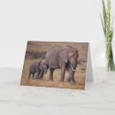Zoek naar afrikaanse olifant kaarten Dieren