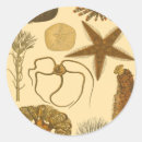 Zoek naar zeewier stickers Sterrenvis
