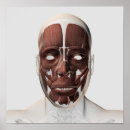 Zoek naar spieren van de anatomie posters Ligament