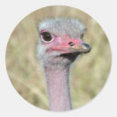 Zoek naar van afrika stickers Voor kinderen