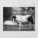 Zoek naar paard briefkaarten Western