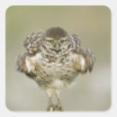 Zoek naar humor uil stickers Dier
