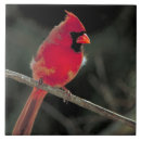 Zoek naar cardinals tegels Vogel