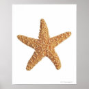 Zoek naar starfish kunst Zeedieren