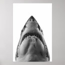 Zoek naar de haai posters Oceaan
