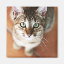 Zoek naar kitten magneten Natuur