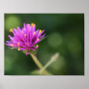 Zoek naar bloemen afbeeldingen posters Natuur