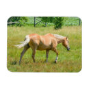 Zoek naar palomino magneten Paarden