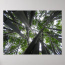 Zoek naar bonsai boom posters Bamboe