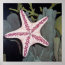 Zoek naar zeester posters Water