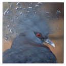 Zoek naar blauwe veren tegels Dier