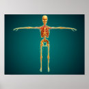 Zoek naar lumbal posters Musculocutane zenuwen