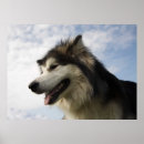 Zoek naar alaskan malamute kunst Dier