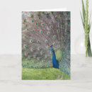 Zoek naar pauw vogel kaarten Wild