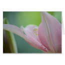 Zoek naar lilium kaarten Leugens