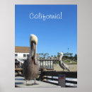 Zoek naar pelikanen posters Pier