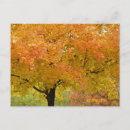 Zoek naar herfst boom briefkaarten Bomen