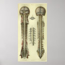 Zoek naar anatomie hersenen posters Zenuwstelsel